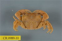 藏品(平背蜞)的圖片